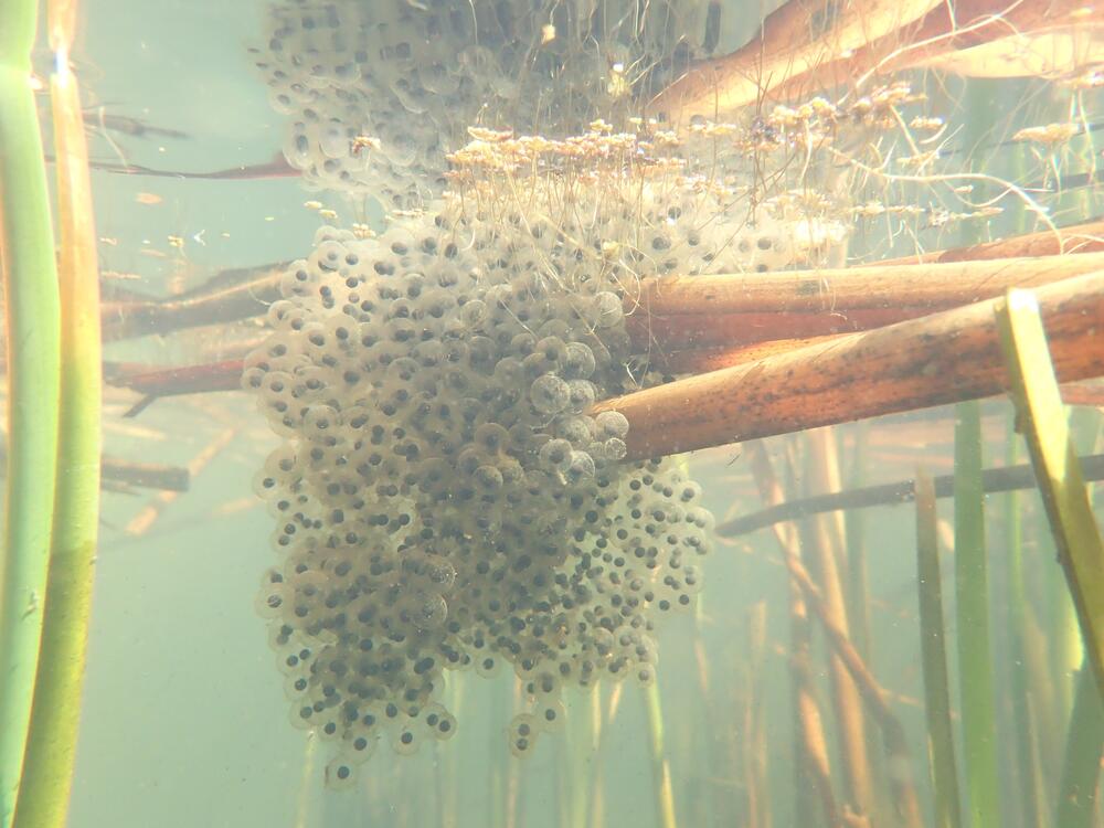 California red-legged frogs lay hundreds of eggs, like these in Baja California. Because of natural attrition and predation, fewer than 1 percent of eggs survive to the tadpole phase, according to the U.S. Fish and Wildlife Service.