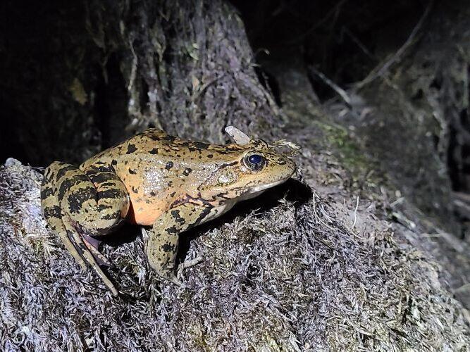 During mating season, male frogs often call at night to warn other males or attract females.