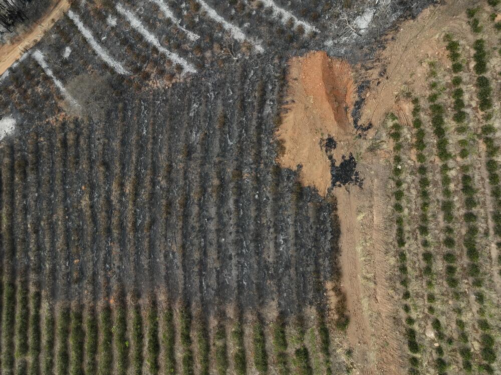 An aerial view of a coffee plantation consumed by wildfires in a rural area of Caconde, in Brazil's Sao Paulo state, on Sept. 18, 2024.