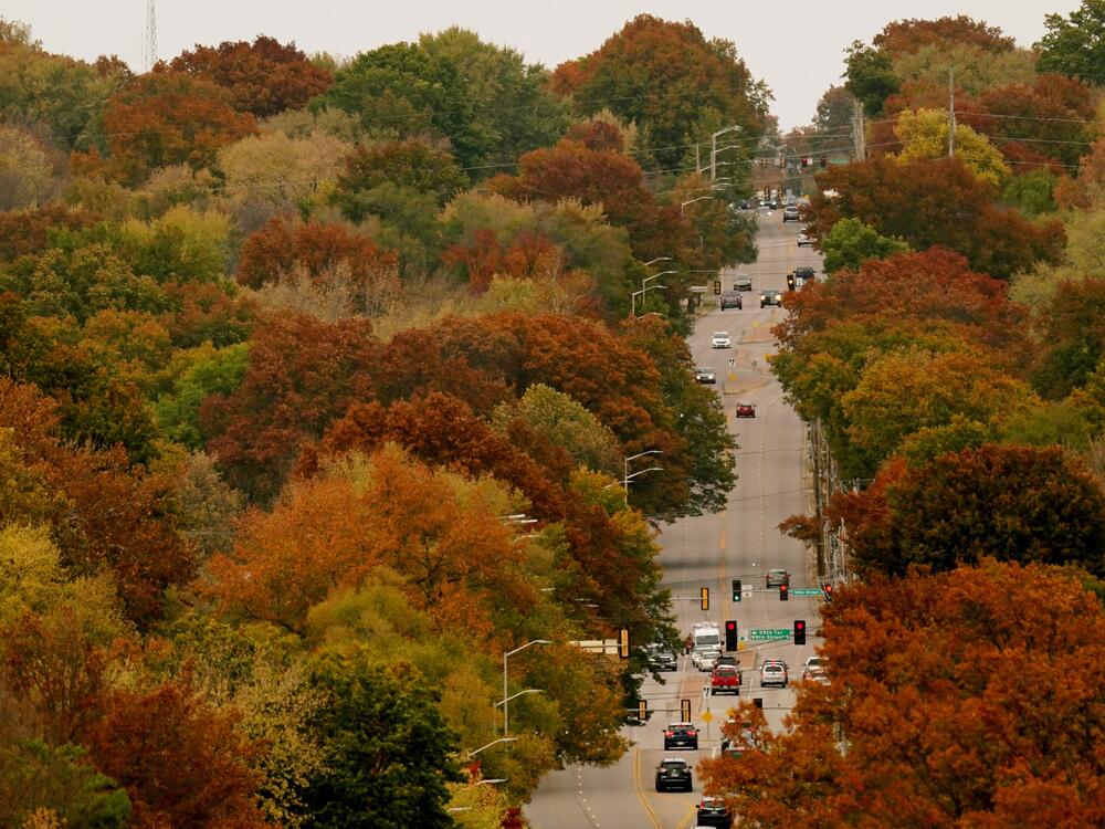 Trees displaying fall colors flank a roadway through neighborhoods in Overland Park, Kansas, Thursday, Oct. 27, 2022.