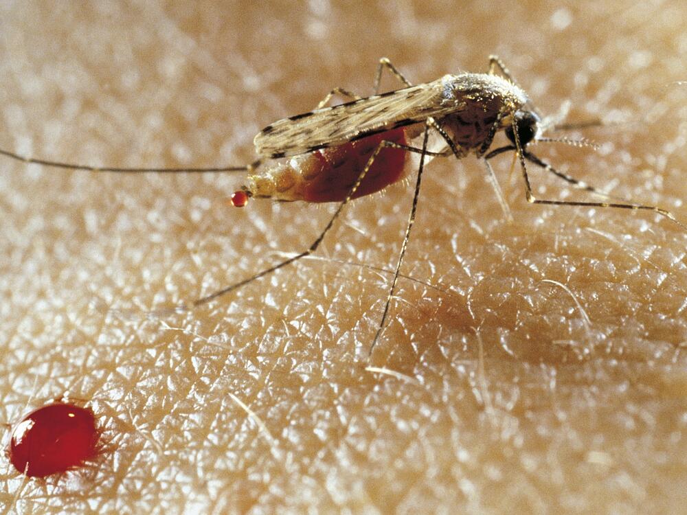 Anopheles mosquito, Culicidae.