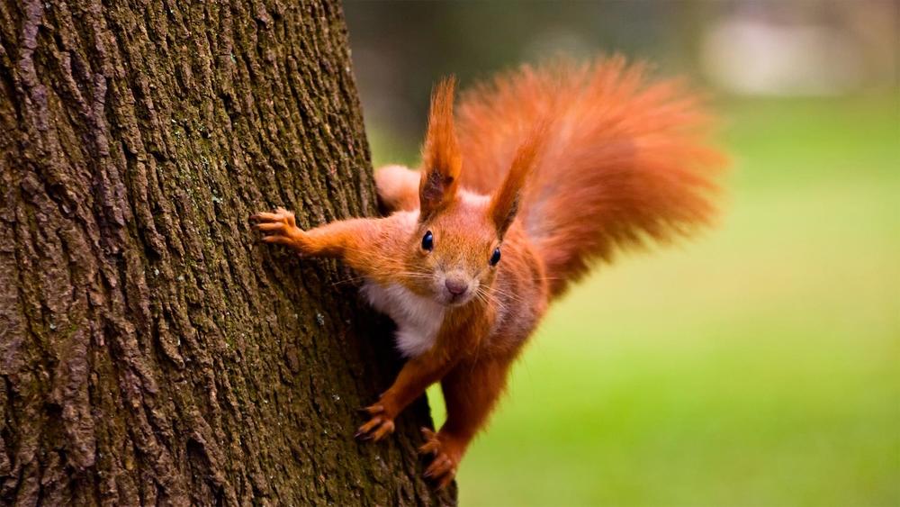 Squirrel