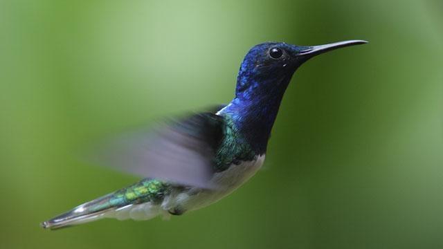Hummingbirds: Magic in the Air: asset-mezzanine-16x9