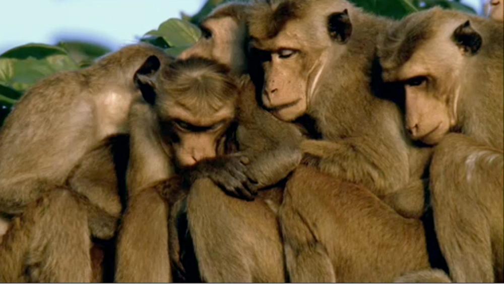 Monkeys