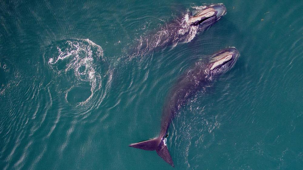Saving the Right Whale: asset-mezzanine-16x9