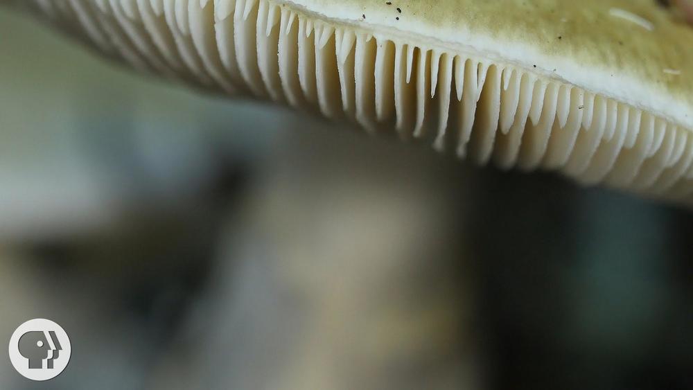 The Atlanta Mushroom Festival is this weekend in Piedmont Park.