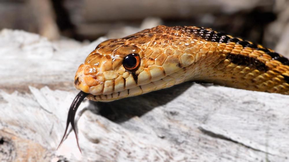 Snake