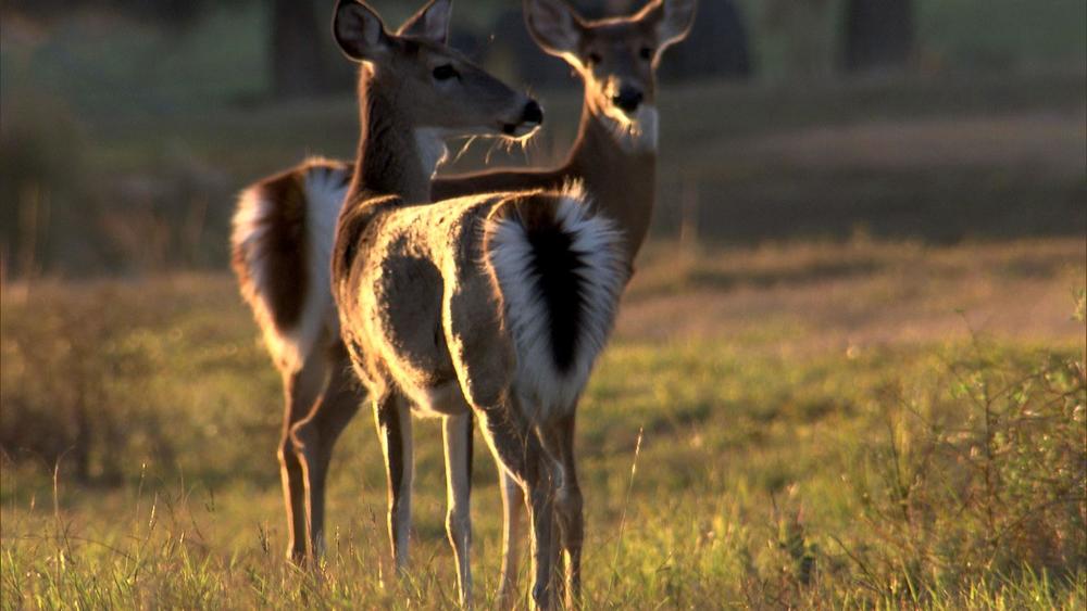 The Private Life of Deer: asset-mezzanine-16x9