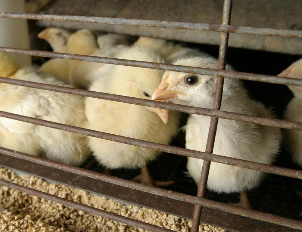 FILE PHOTO: Chicks free of bird flu await purchase in a Houston feed and farm supply store February 24, 2004 while the state's farmers and the U.S. Agriculture Department contend with the discovery of a Texas chicken flock diagnosed with a highly pathogenic strain of avian influenza. The strain of avian bird flu found in the state is not as deadly as the strain devastating Asian poultry, according to animal health scientists. REUTERS/Richard Carson RJC/File Photo