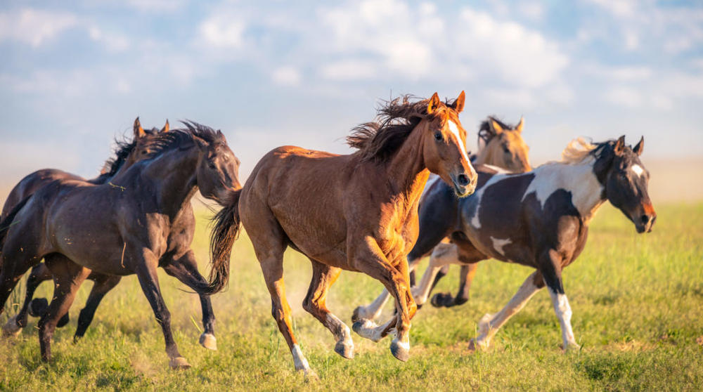 Close-up of a group of horses galloping free in rural Utah, USA.