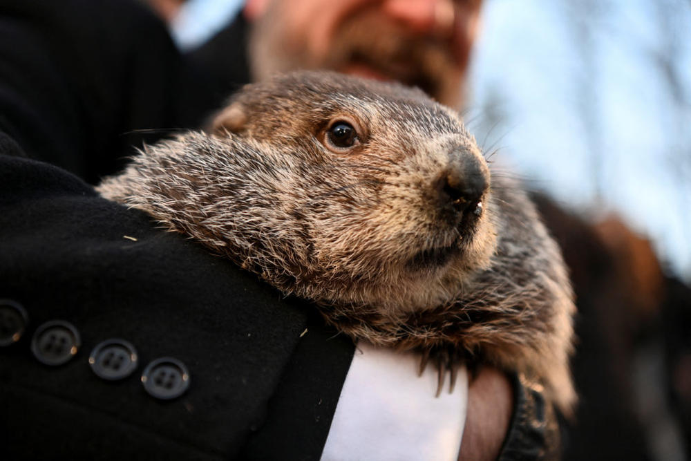 Groundhog