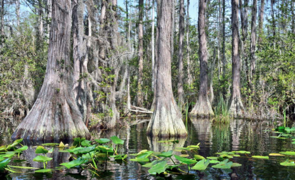 GPB Is Taking Students On A Live Virtual Exploration Of The Okefenokee