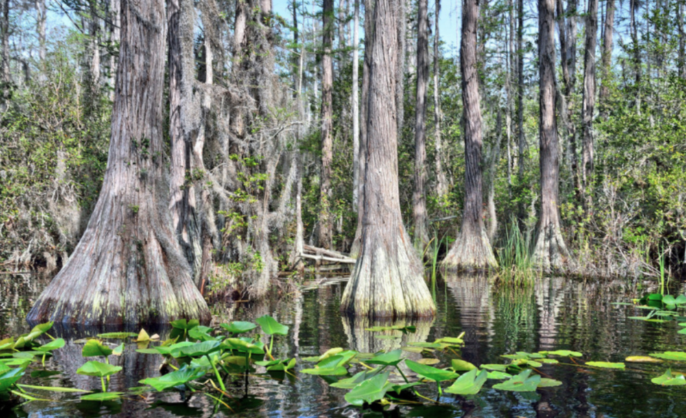 okefenokee swamp virtual tour