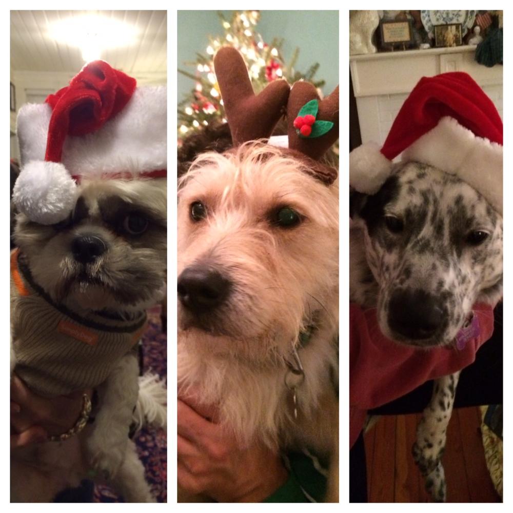 christmas-dogs.jpg.jpeg