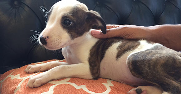I Bought A Dog puppy1.jpg