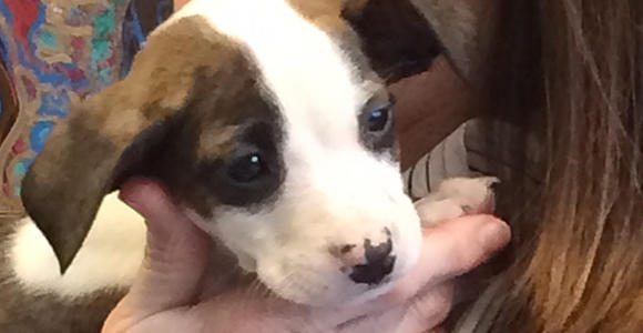 I Bought A Dog Adopt a puppy!
