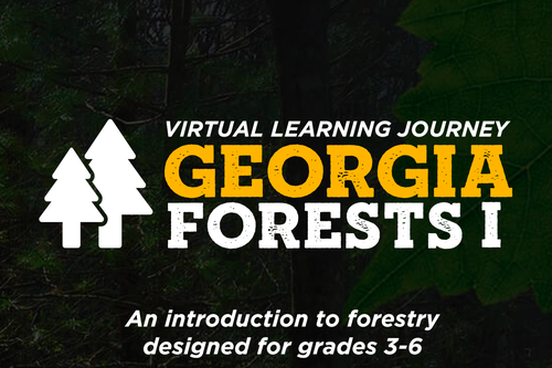 Georgia Forests I