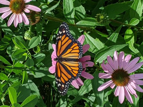 Gardening for Pollinators and Community Science in Georgia