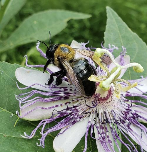       Georgia Pollinators Field Day 
  