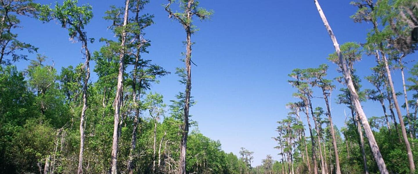 Okefenokee Swamp