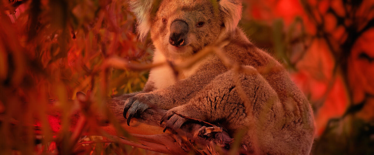 Koala climbing on eucalyptus with fire on the background.