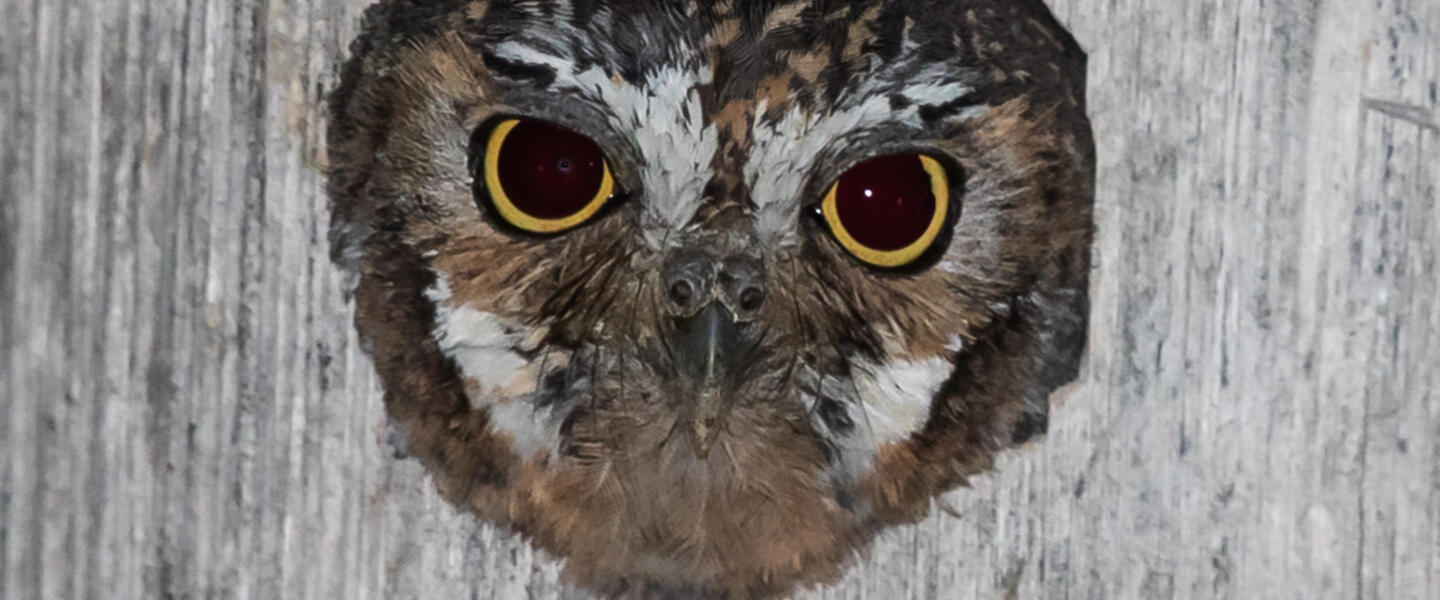 Elf owl looking out of its nest.