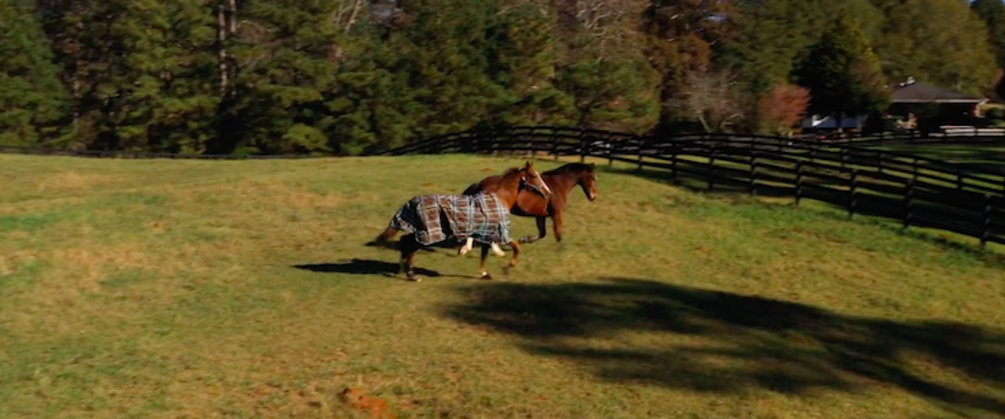 Horses running.