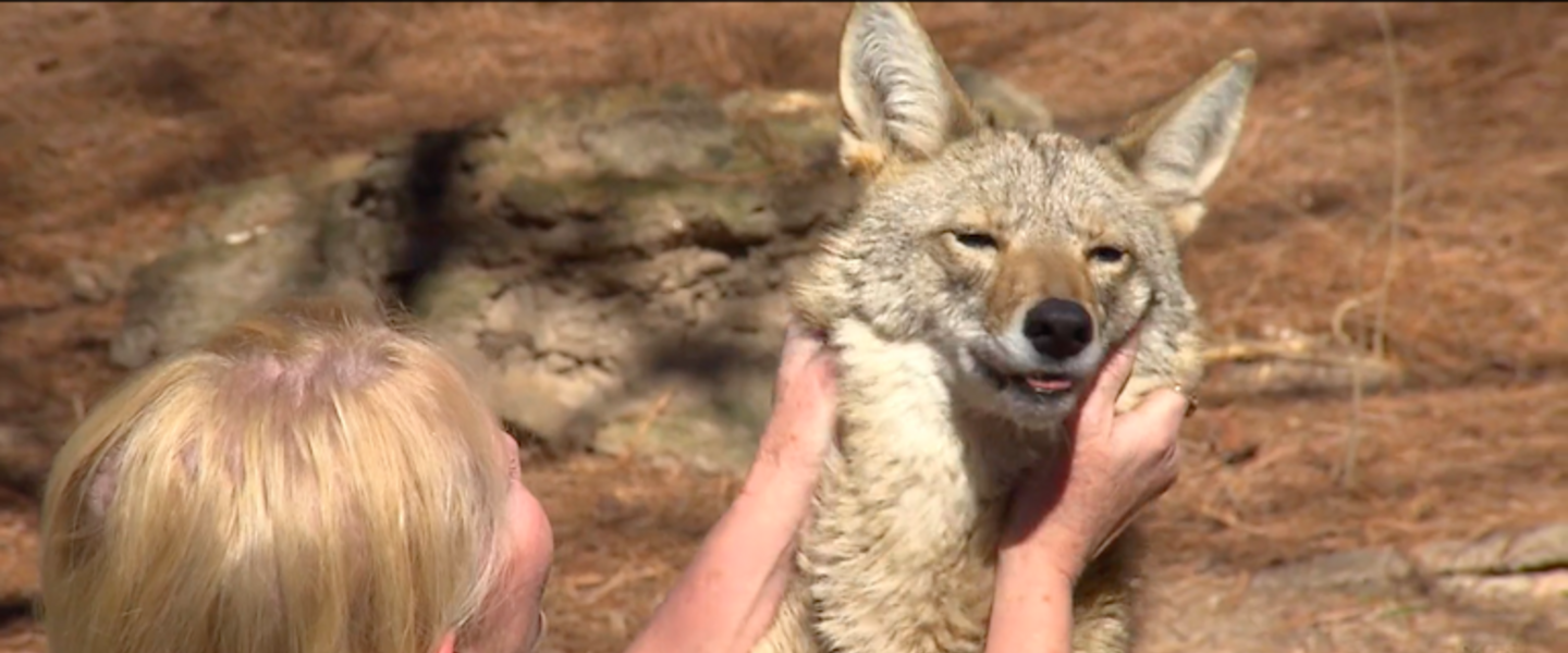 Sharon and a coyote.