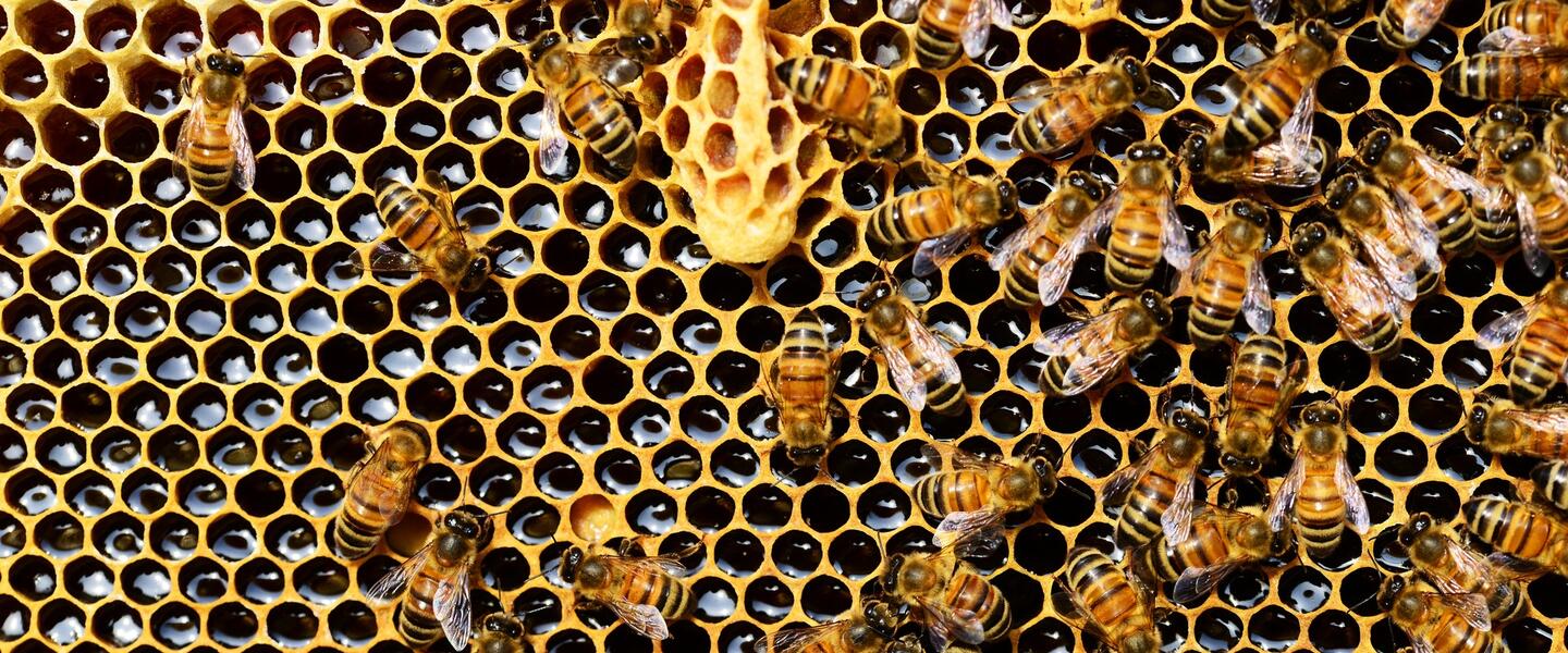 bees