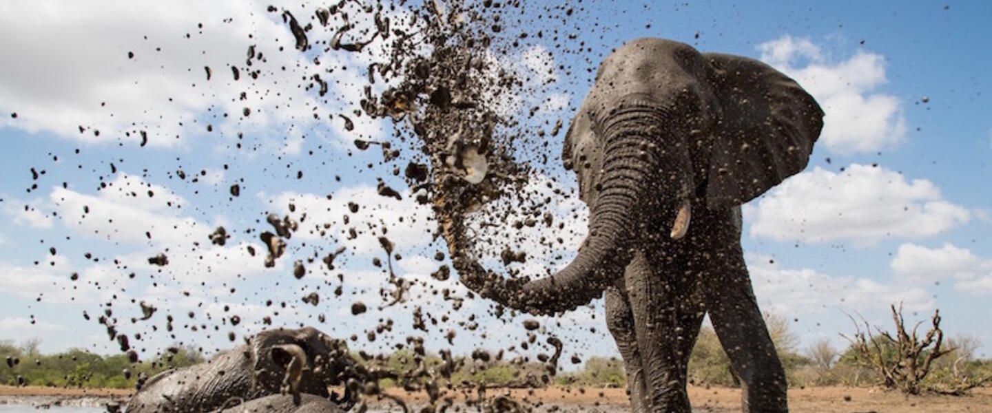 An elephant at a muddy watering hole.