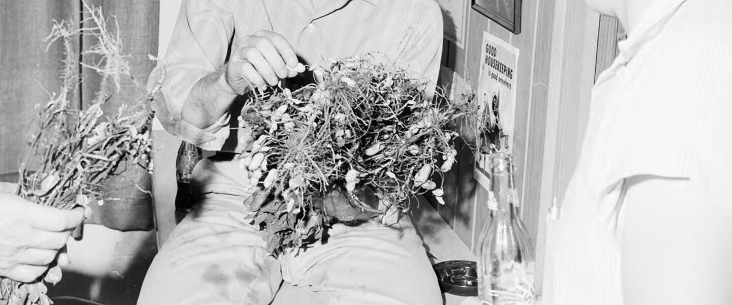 Jimmy Carter Holding a Bushel of Peanuts