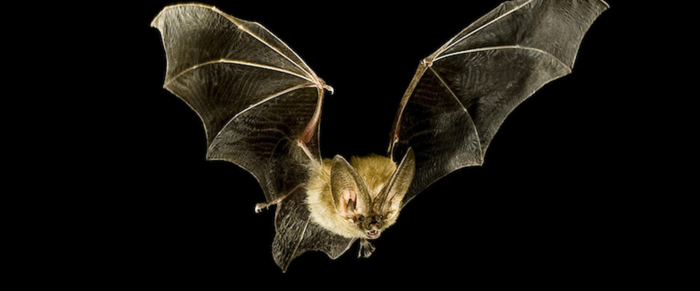A bat.