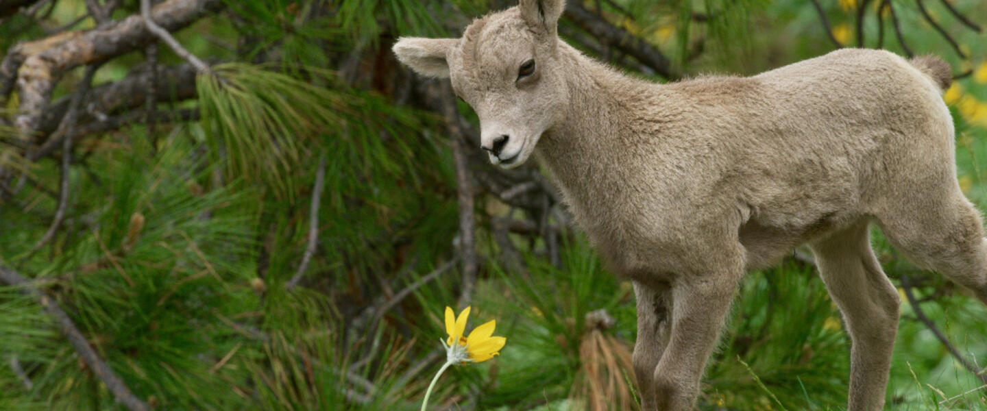 A bighorn sheep lamb in front of a pine tree in the Rocky Mountains.