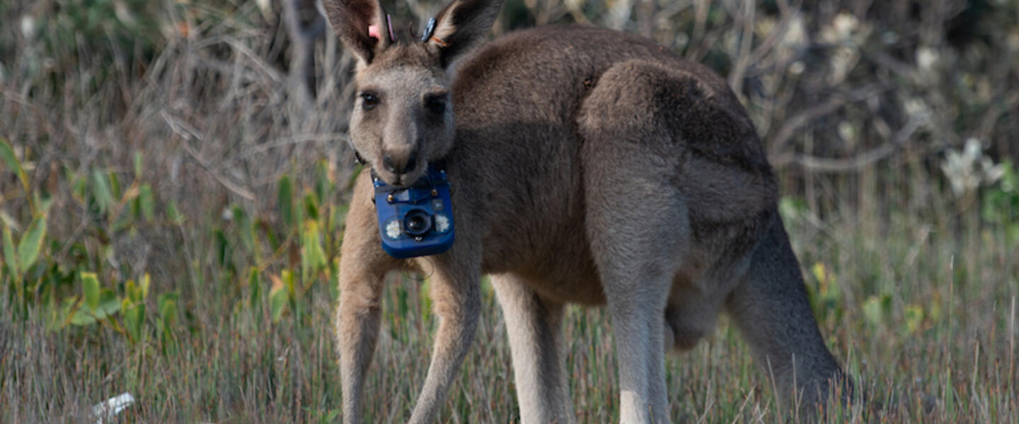 A kangaroo with a camera.