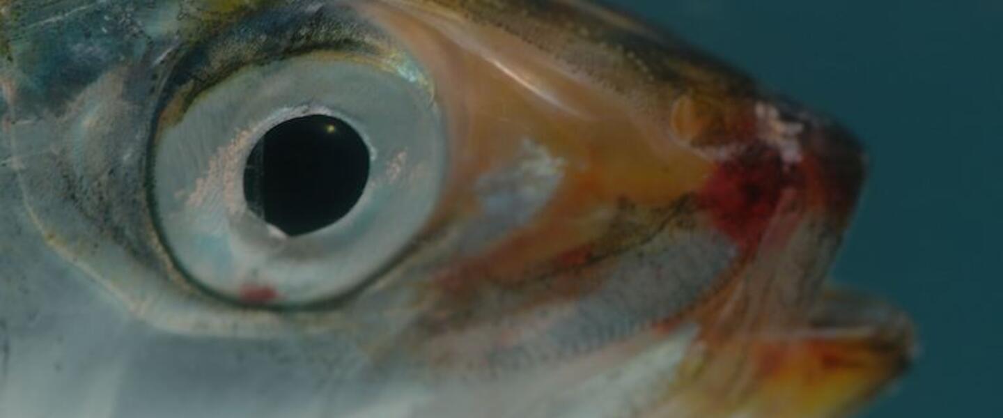 A close-up of a sardine's face.
