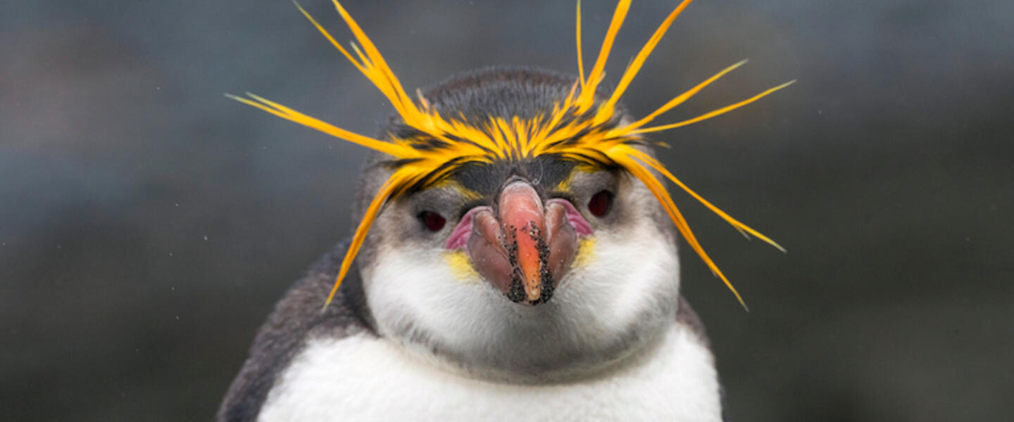 A royal penguin.
