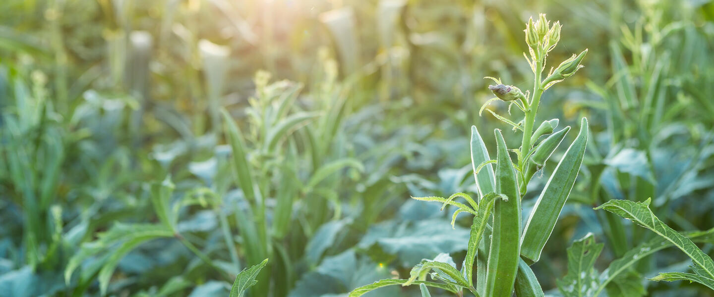 A field of Okra