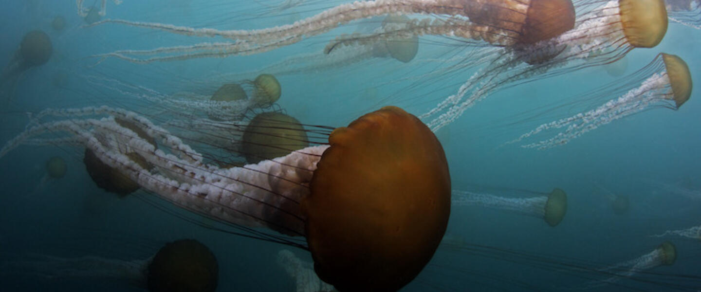 Jellyfish swimming.