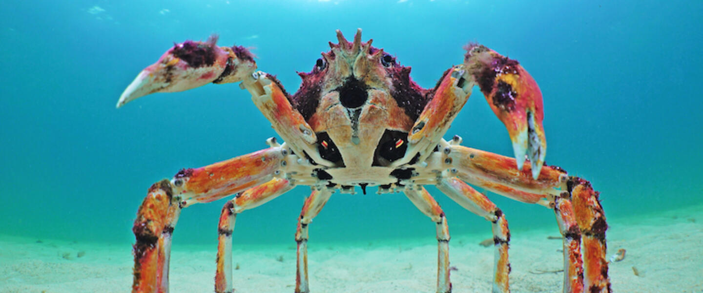 A camera hidden in a robotic crab underwater.