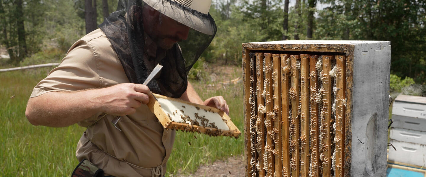 Ben Bruce works with a beehive