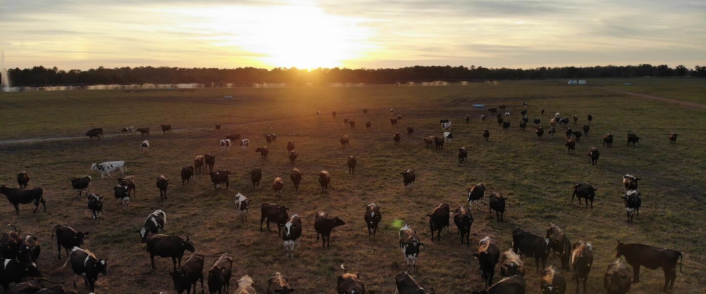 Cows at Sweet Grass Dairy