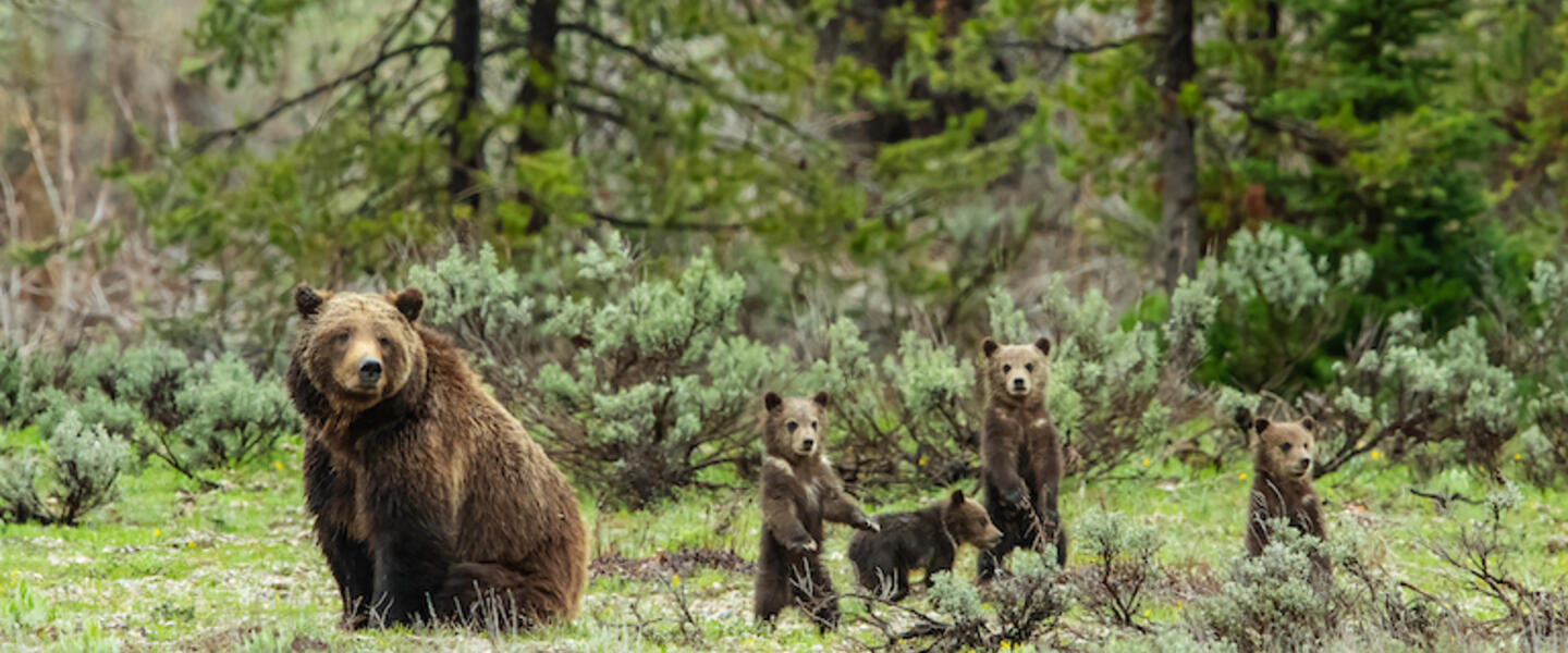 A mama bear and 4 cubs in the forest.
