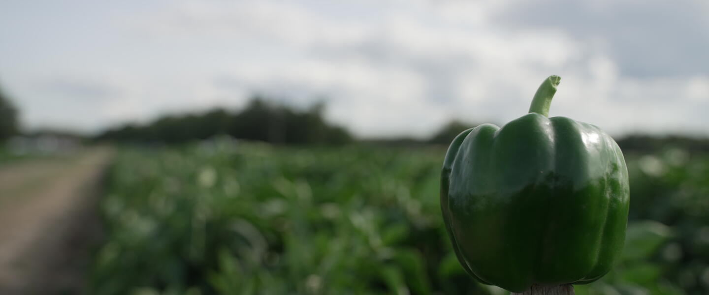 A pepper grown at Corbett Brothers Farms