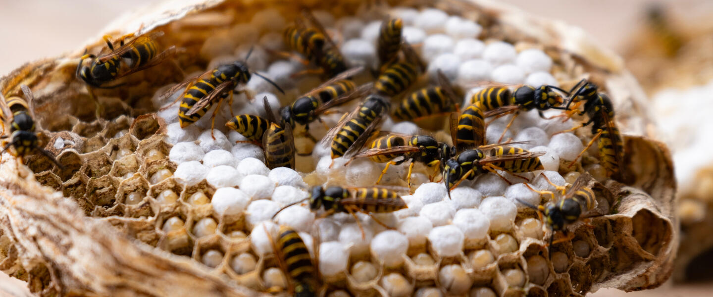 Yellow jackets nest