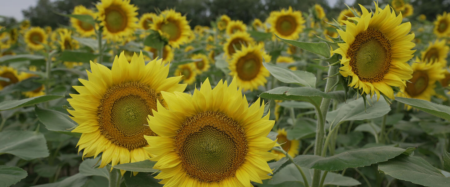 Sunflowers growing at Oliver Farm
