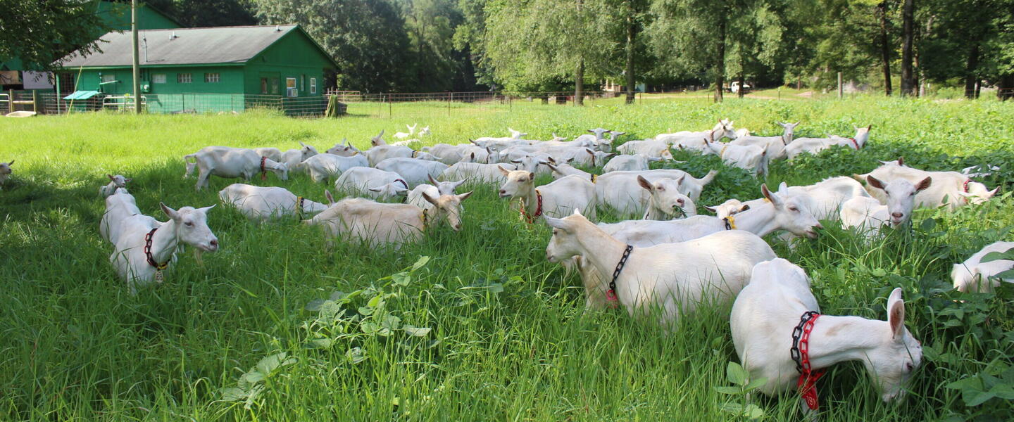 Goats at Decimal Place Farm