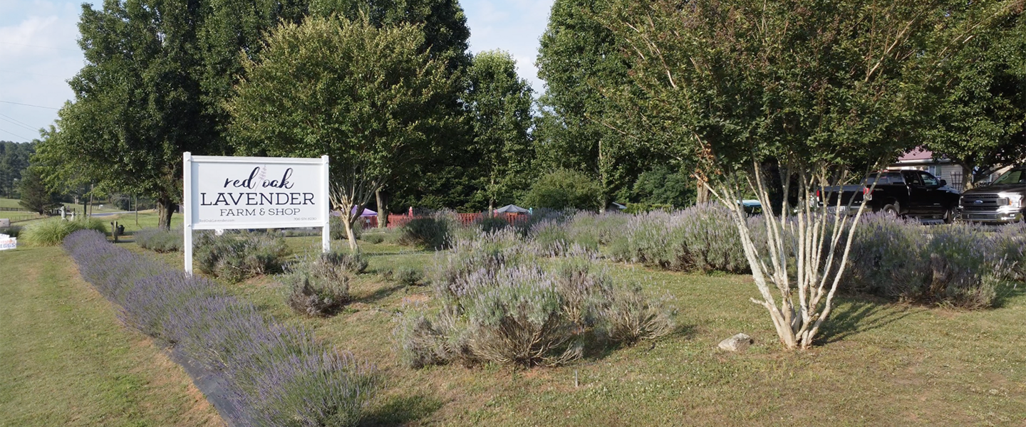 Red Oak Lavender Farm