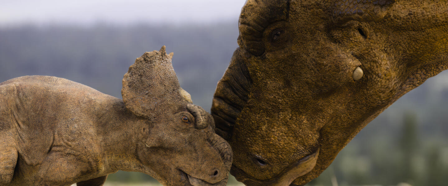 A juvenile and adult Pachyrhinosaurus from Walking with Dinosaurs