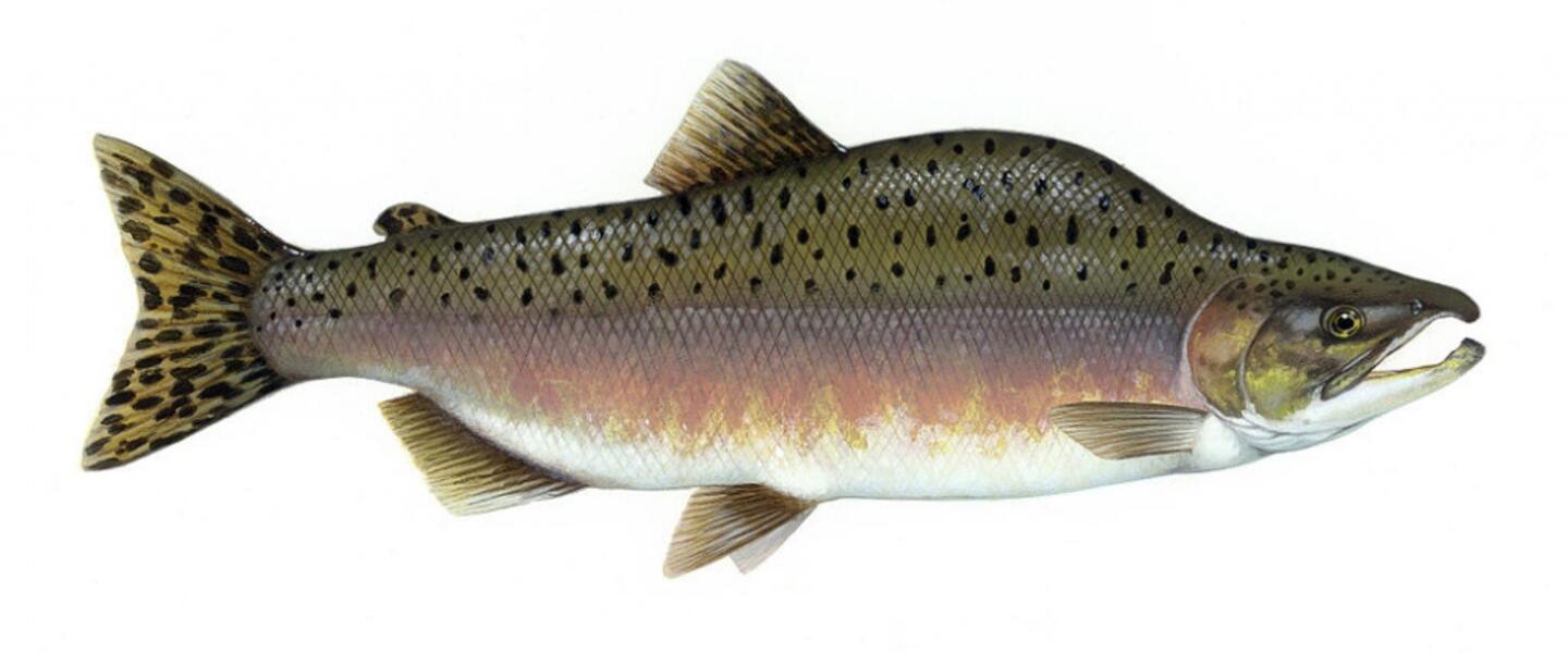 Pink Salmon, Courtesy, <a href="http://commons.wikimedia.org/wiki/File:Pink_salmon_FWS.jpg" target="_blank">WIkimedia</a> Pink Salmon, Courtesy, <a href="http://commons.wikimedia.org/wiki/File:Pink_salmon_FWS.jpg" target="_blank">WIkimedia</a>
