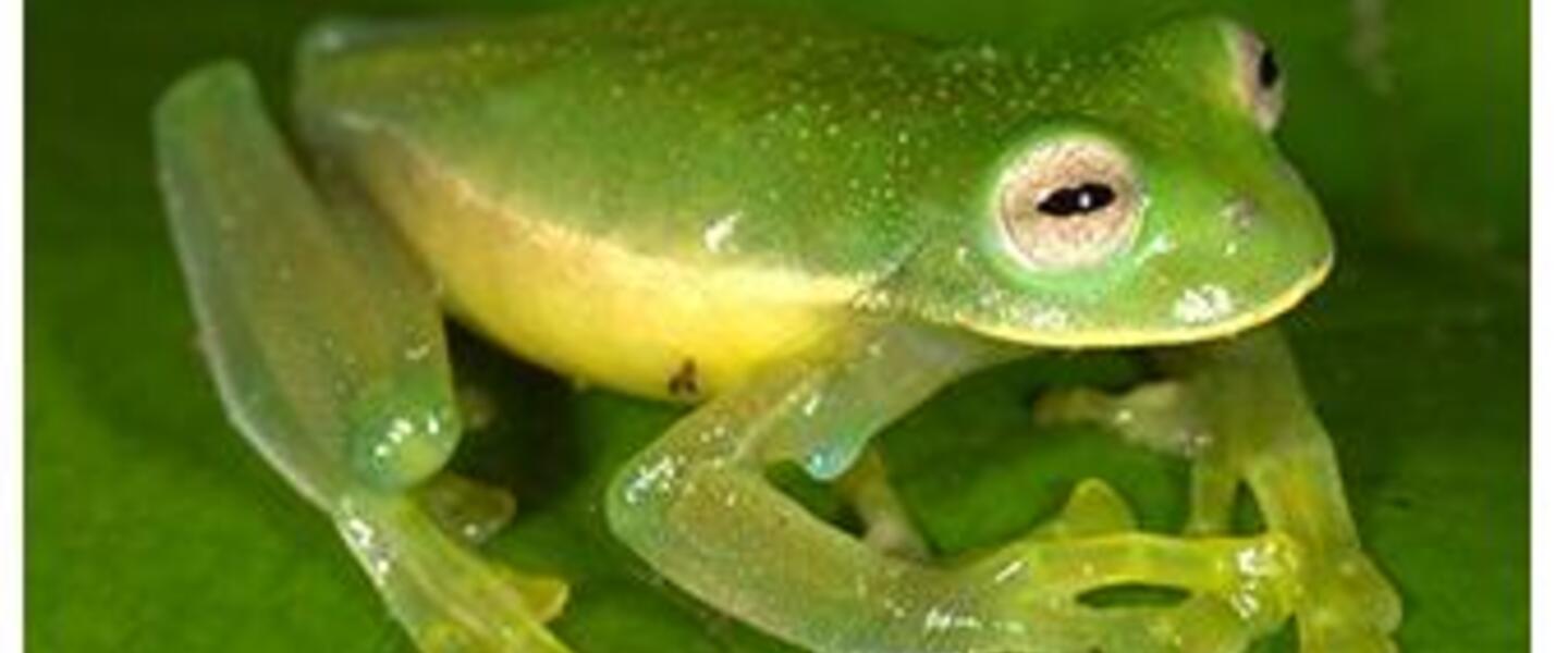 Image of the newest glassfrog from amphiaweb.org Image of the newest glassfrog from amphiaweb.org